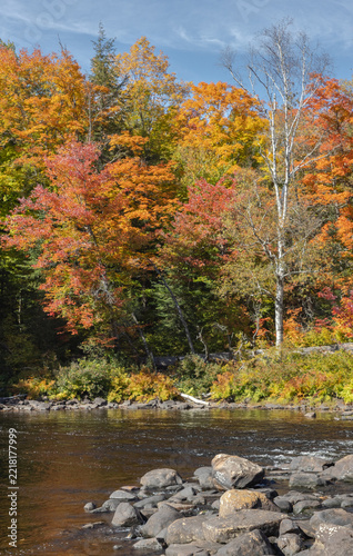 Autumn foliage in the forest and water flowing past boulders at the Oxtongue River near Algonquin Park Ontario