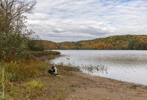 Dog playing with a stick after a swim at Arrowhead Lake pet beach in autumn in Muskoka