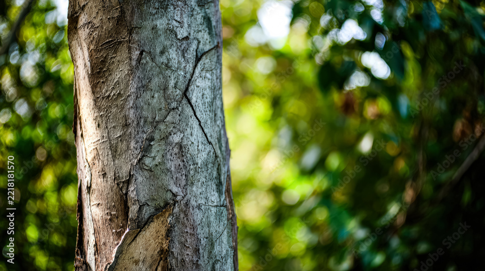 Obraz premium Close up view of a laurel tree trunk showcasing its textured bark, surrounded by a blurred green forest background, suggesting natural beauty and forest exploration.