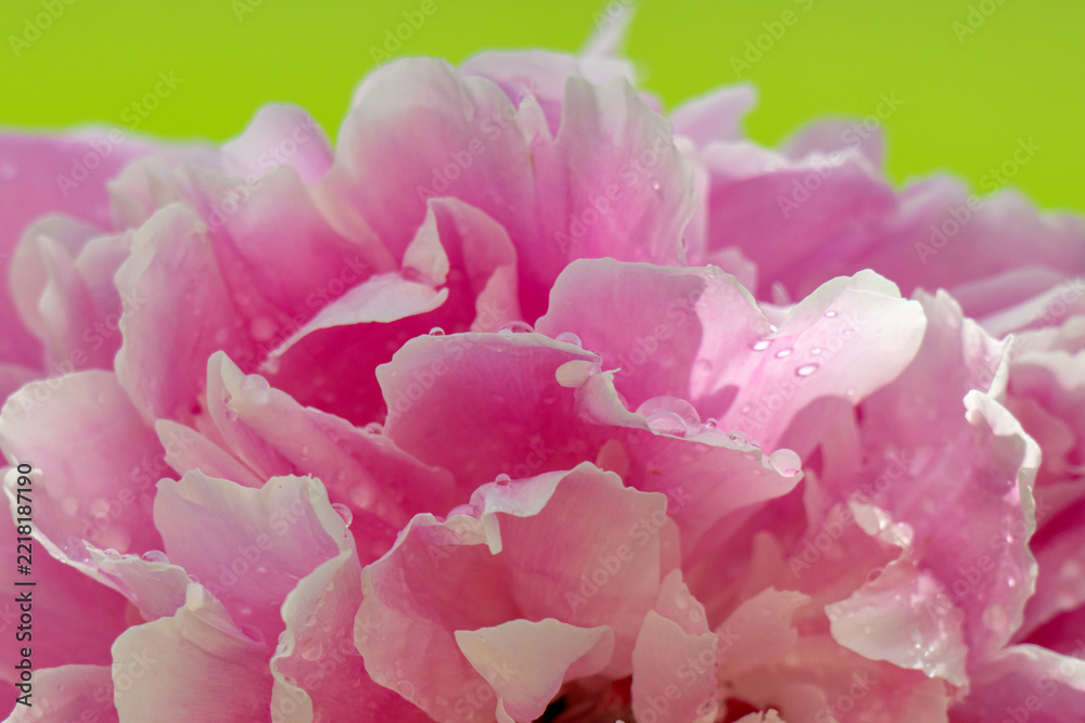 Fototapeta premium Beautiful pink peony on brown background