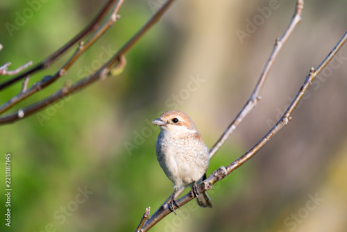 Obraz na plátně A songbird perched on a branch