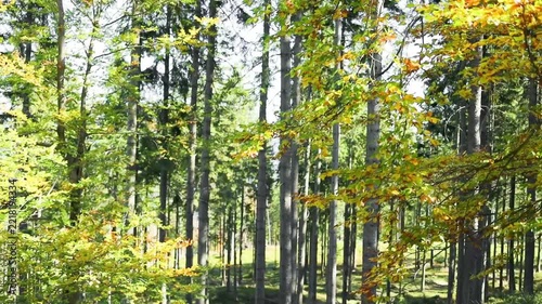 Wide shot of a lush green and yellow mixed forest with tall tree trunks under bright sunlight filtering through the branches. 