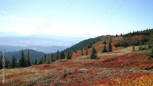 Scenic wide shot of rolling hills and alpine slopes covered with red and yellow autumn bushes under a clear blue sky in the mountains. 