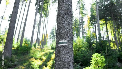 Detailed shot of a green and white tourist route sign painted on the bark of a pine tree in a sunny forest, helping hikers with navigation. 