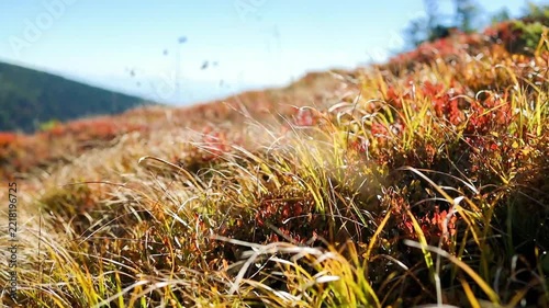 Detailed view of red and yellow autumn bushes and dry grass on a hillside, captured in bright sunlight against a blue sky in the mountains. 