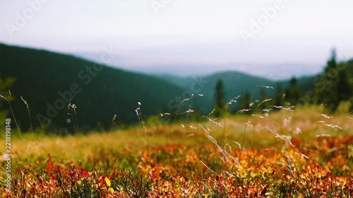 Close-up of wild dry grass and colorful red autumn blueberry bushes on a hillside, captured in warm counter-light on a bright sunny day in the mountains.