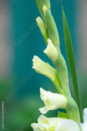 A beautiful gladiolus flower growing