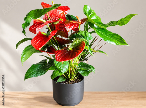 Anthurium rouge 