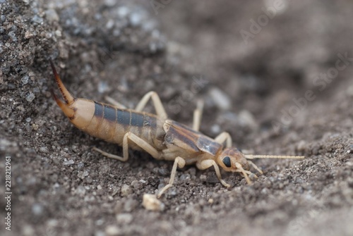 Brandenburg, Germany, Giant Earwig, Labidura Riparia, Nabu, national natural heritage, natural paradise Grünhaus, sandearworm, post-mining landscape, green house, insects, earwigs