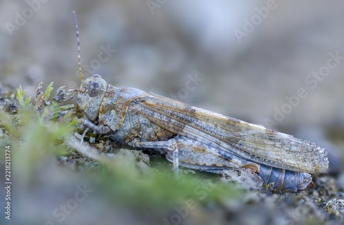 Blue-winged sandscare, caelifera, short-feeler, oedipodinae, slender blue-winged grasshopper, sphingonotus caerulans, flew off, old, grasshoppers, grasshoppers, insects, insects, without antennae, wasteland scare