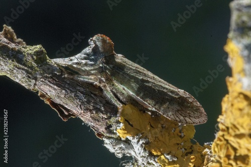 Auchenorrhyncha, cicadellidae, cicadomorpha, common ear cicada, hemiptera, horned leaf hopper, ledra aurita, ear cicada, ear chirp, round-headed cicada, beak kerf, dwarf cicadas, insects, cicadas