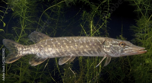 Esox Lucius, pike, pike, predatory fish, fishes, northern pike, pisces