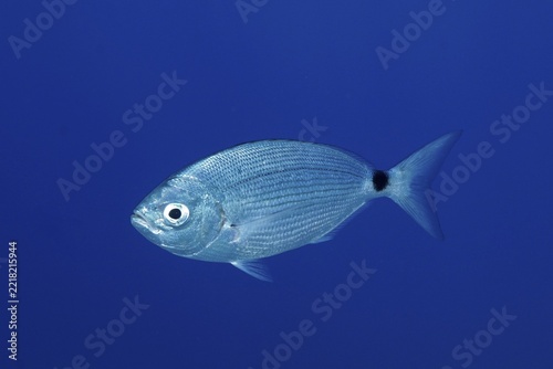 Banded seabream (Oblada melanura), in the Mediterranean near Hyères. Unicoloured blue background, detachable. Dive site marine reserve Port Cros, Côte d' Azur, France