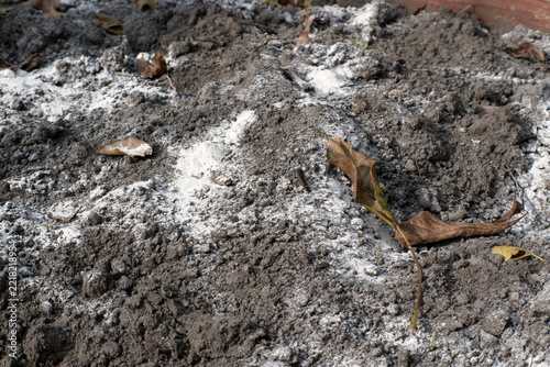 Spreading dolomitic lime on garden soil in autumn.
