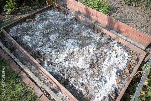 Spreading dolomitic lime on garden soil in autumn.
