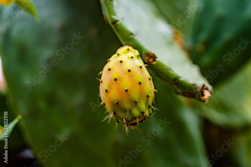 Obraz na plátně prickly pear fruits