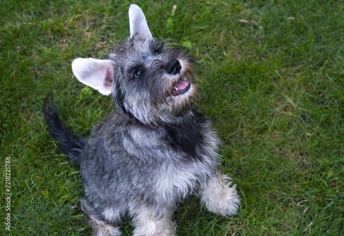 Fotografie miniature schnauzer on grass