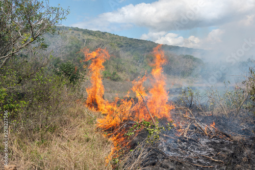 A controlled burn or prescribed fire in dry natural bushveld for conservation management, South Africa