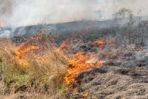 A controlled burn or prescribed fire in dry natural bushveld for conservation management, South Africa