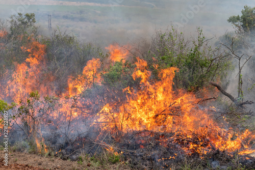 A controlled burn or prescribed fire in dry natural bushveld for conservation management, South Africa