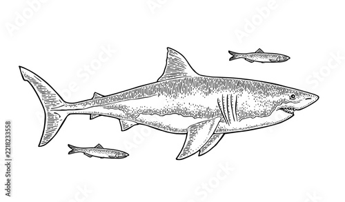 Great white shark swimming with small fish hand drawn vintage engraving style isolated on white background. Vector monochrome clip art of dangerous sea predator.