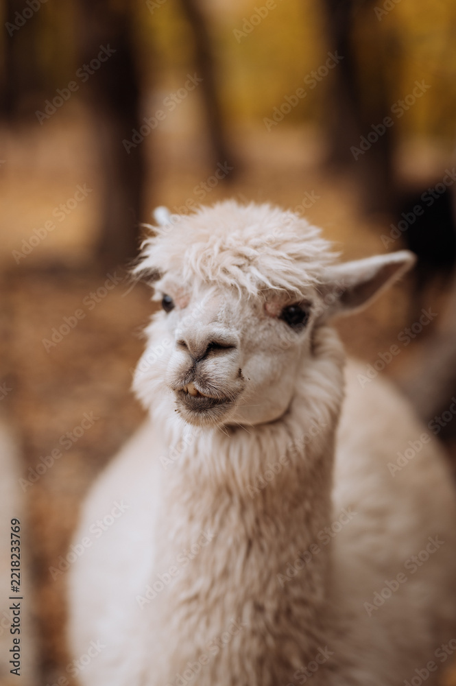 Fototapeta premium Close-up portrait of a fluffy white alpaca outdoors in an autumn park