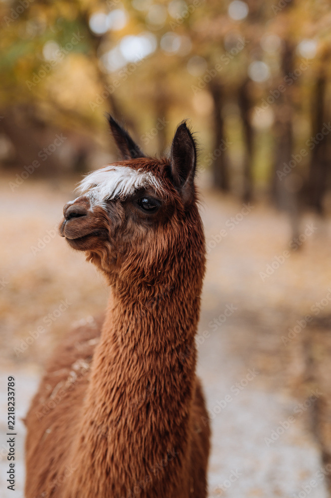 Fototapeta premium Close-up portrait of a brown alpaca with a white spot on its head outdoors in an autumn park