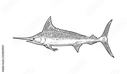 Marlin illustration engraving hand drawn vintage style isolated on white background. Black and white vector clip art of ocean predator fish