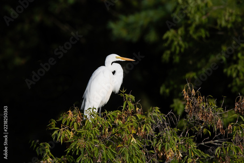 Great Egret 2026 10