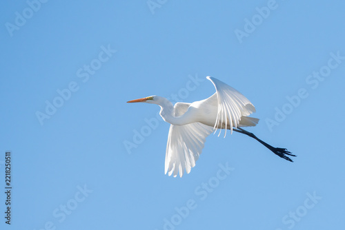 Great Egret 2026 17