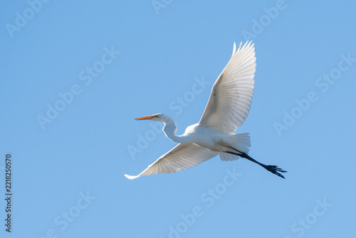 Great Egret 2026 16