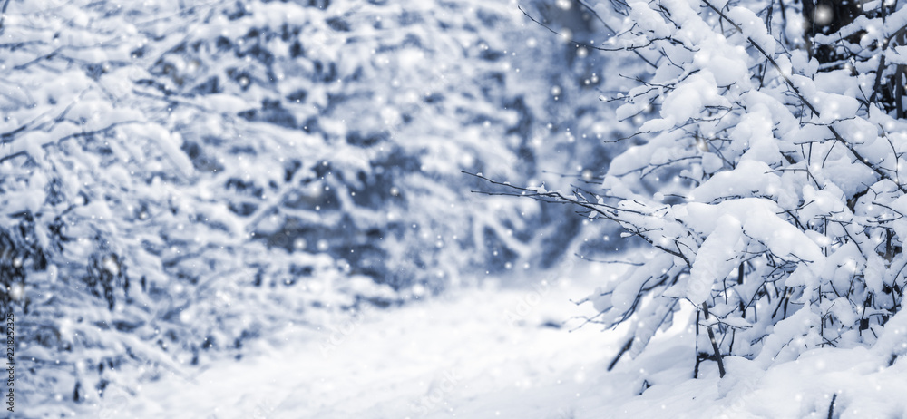 Fototapeta premium Snow-covered forest path between bushes and trees covered with fluffy snow during light snowfall on a blurred bluish-white winter background