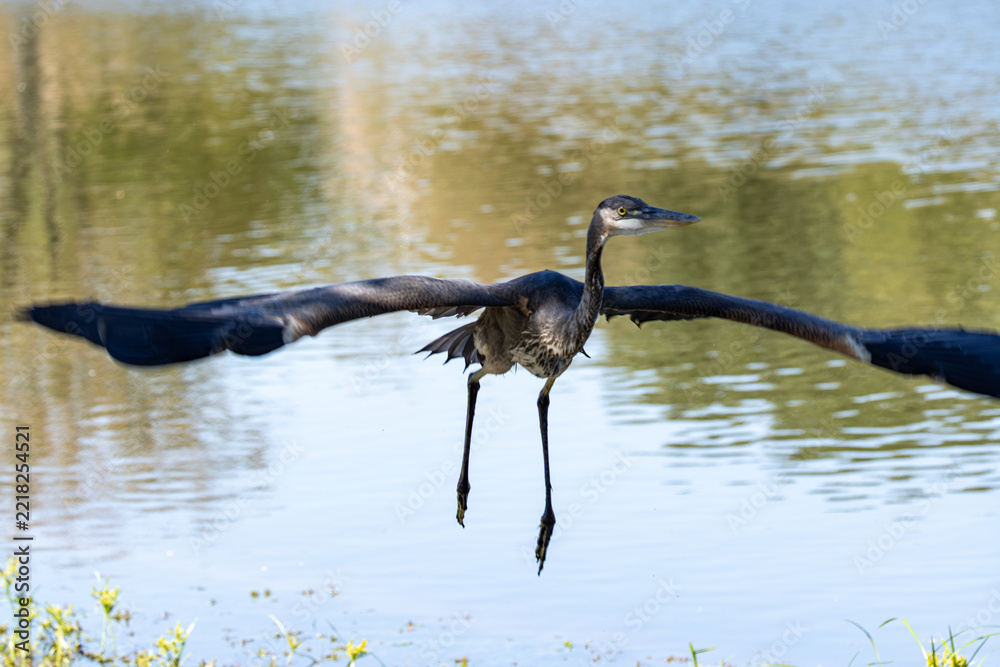 Fototapeta premium great blue heron