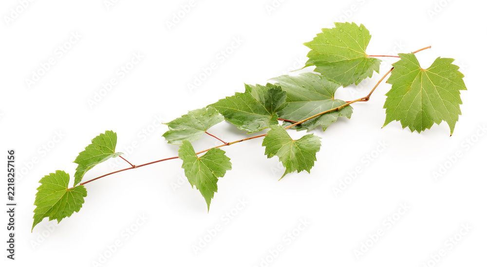 Fototapeta premium Branch with fresh grape leaves isolated on white
