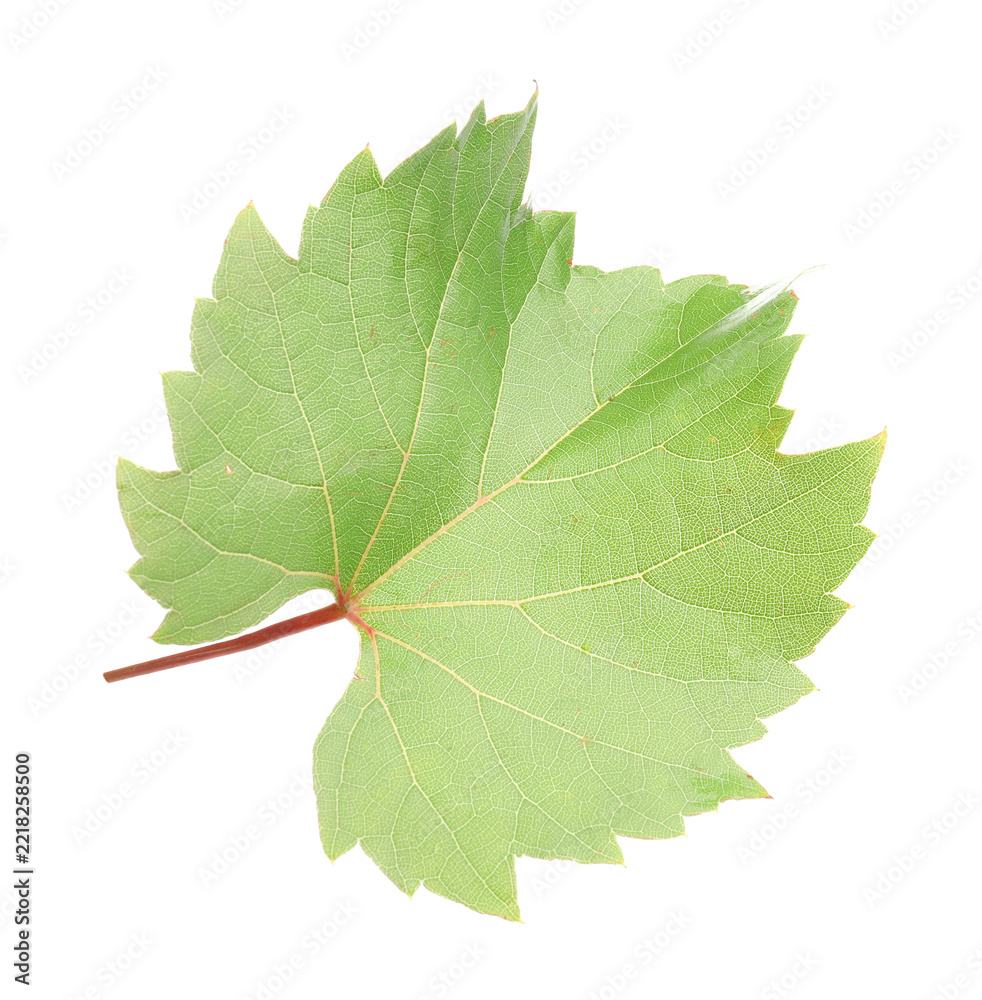 Fototapeta premium Fresh green grape leaf isolated on white