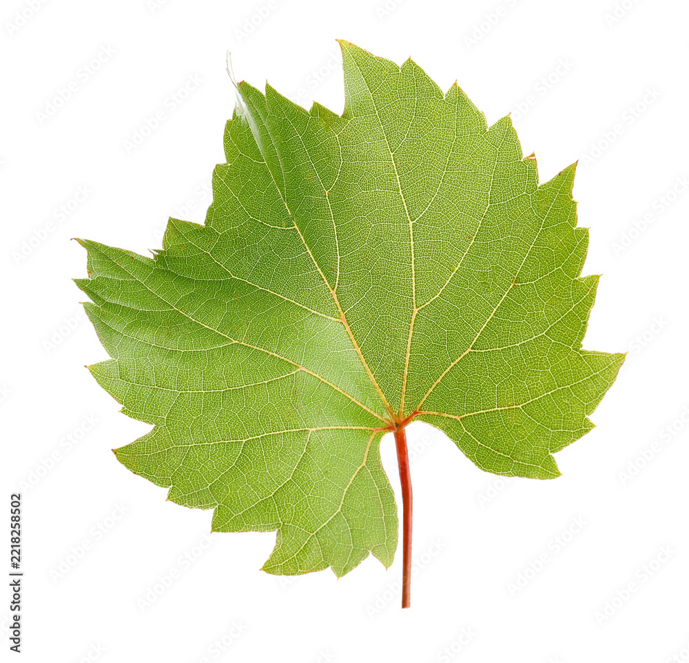 Fototapeta premium Fresh green grape leaf isolated on white