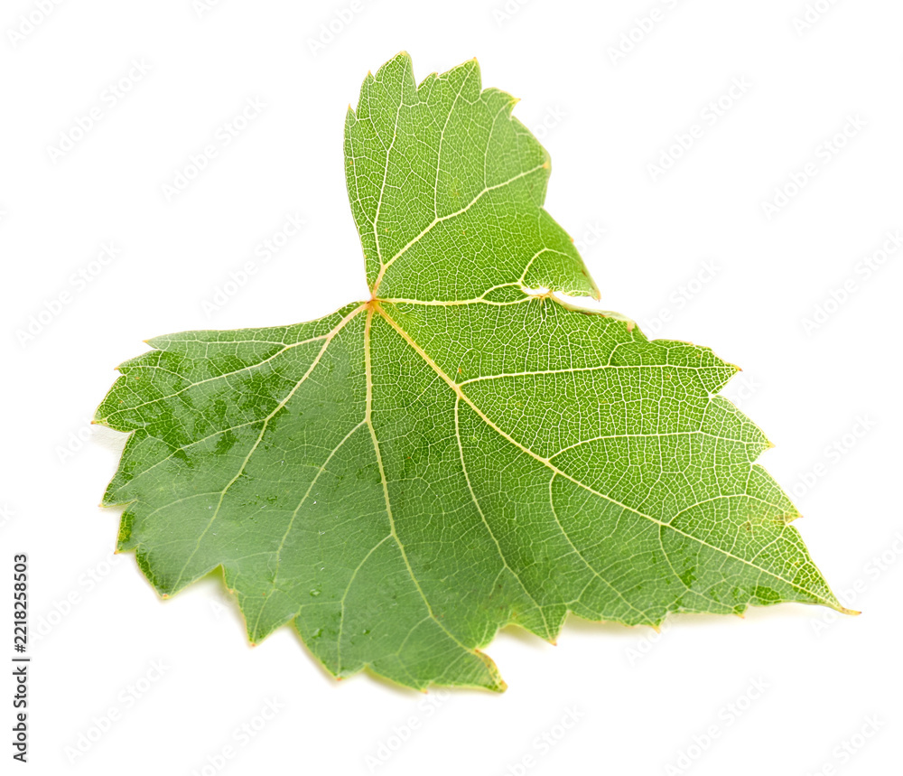 Naklejka premium Fresh green grape leaf isolated on white