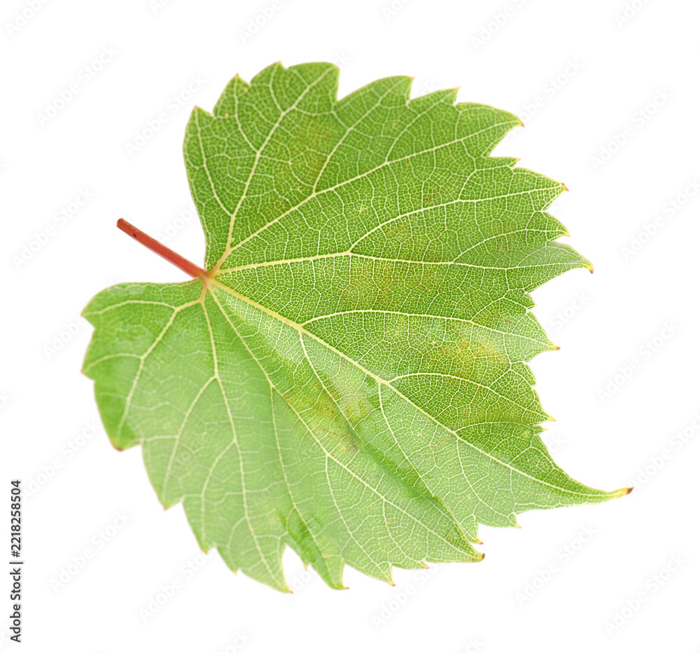 Naklejka premium Fresh green grape leaf isolated on white