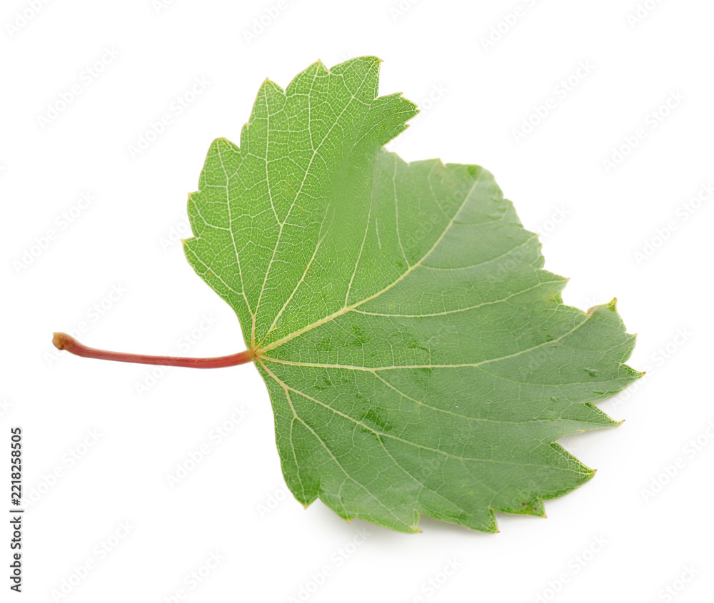 Fototapeta premium Fresh green grape leaf isolated on white