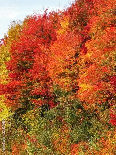 Colorful autumn forest edge with vibrant red orange and yellow foliage