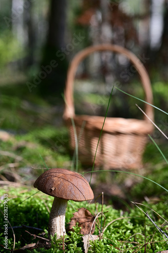 Birch bolete mushroom in autumn forest with wicker basket in background vertical