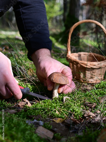 Mushroom picker hands cutting bolete with knife in autumn forest vertical