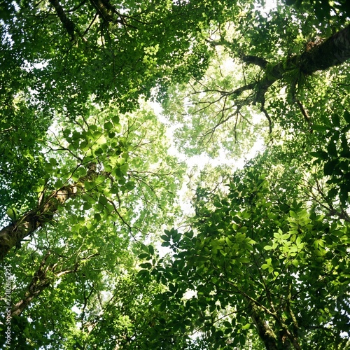 Fresh green tree canopy viewed from below, dense natural foliage against a bright sky