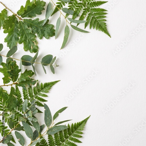 Fresh leafy green branches extending inward from the side of a white background