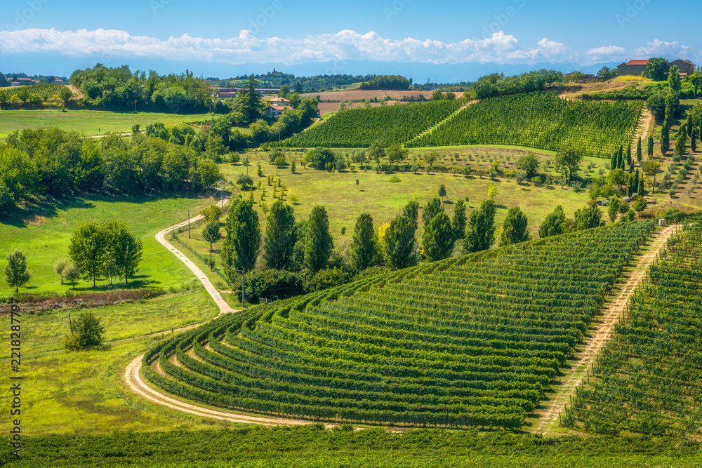 Fototapeta premium Monferrato Vineyard Hills Near Grazzano Badoglio