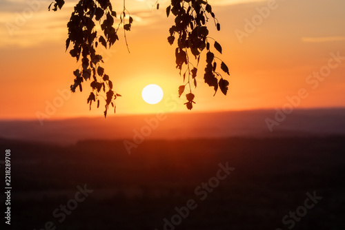 Golden Sunset Through Birch Leaves