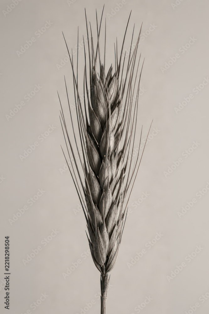 Fototapeta premium Close-up of a single wheat stalk against a neutral background.