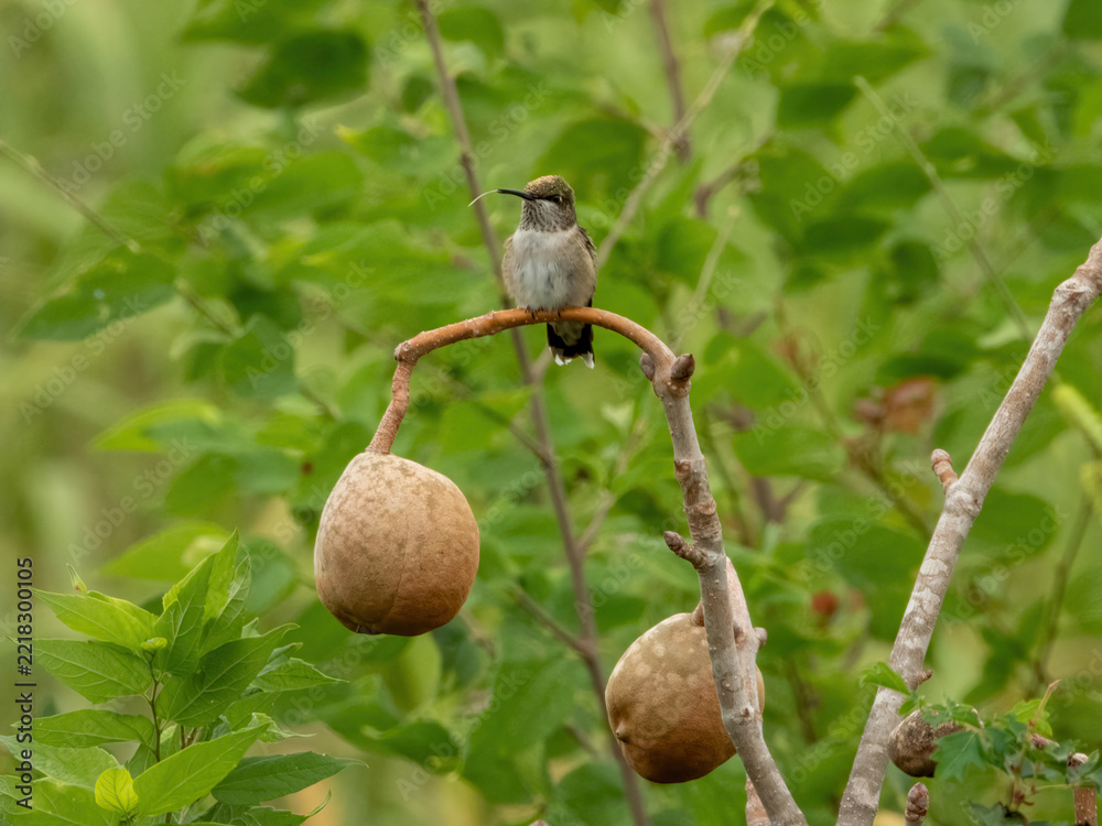 Fototapeta premium Ruby-throated Hummingbird perched on a branch