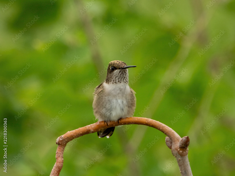 Fototapeta premium Ruby-throated Hummingbird perched on a branch