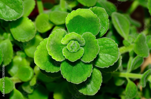 Cuban Oregano